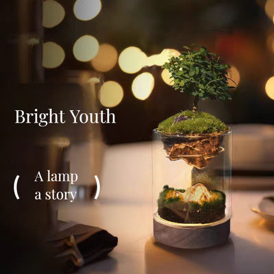 Современный дизайн стеклянные теплицы лампы стекловолокна террариумы для декорации дома бонсай